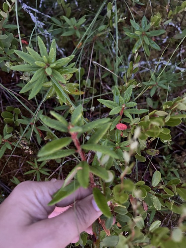 Bog Labrador Tea