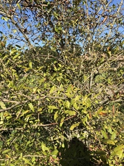 Crataegus opaca