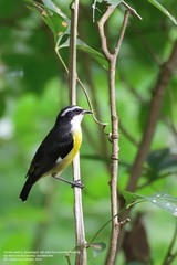 Coereba flaveola caboti