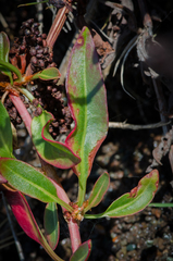 Rumex crassus