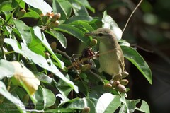 Vireo magister
