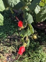Malvaviscus arboreus