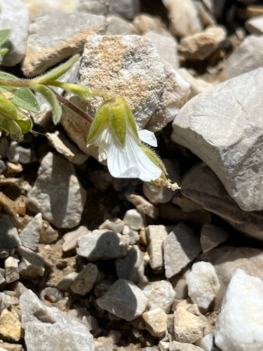 Cerastium latifolium, photograph 6