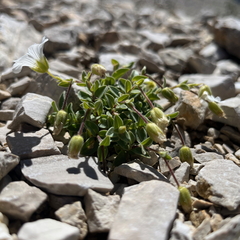 Cerastium latifolium, photograph (c) Fabien Anthelme, some rights reserved (CC BY-SA)