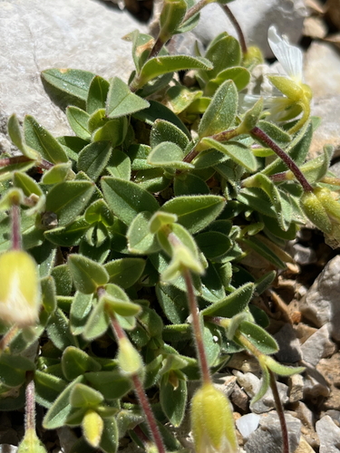 Cerastium latifolium, photograph 4