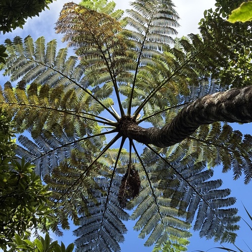 Cyathea mertensiana iNat (1)