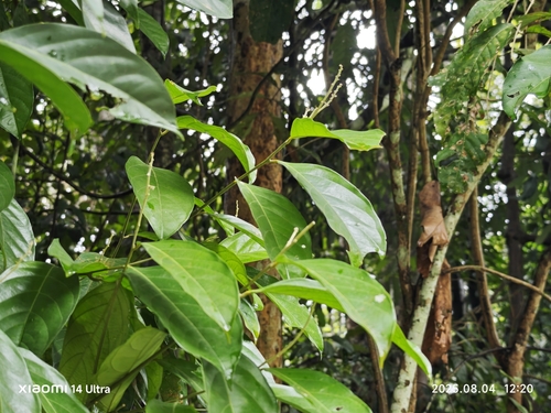 Xanthophyllum flavescens observed 2025-08-04