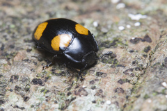 Aulacocheilus doriae