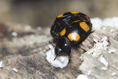 Aulacocheilus doriae