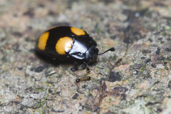 Aulacocheilus doriae