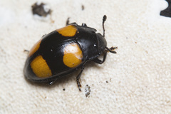 Aulacocheilus doriae