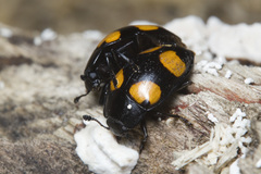 Aulacocheilus doriae