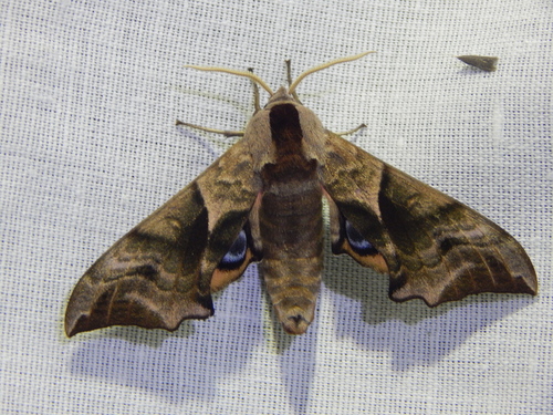 lišaj pávooký (Smerinthus ocellata)