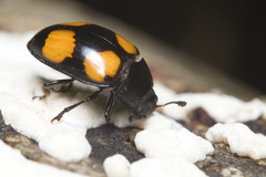 Aulacocheilus doriae