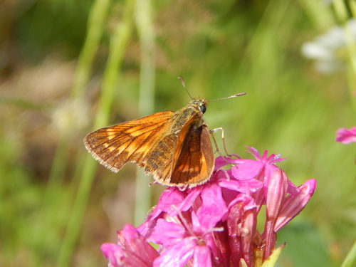 Šareni debeloglavac (Ochlodes sylvanus)