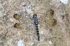 Tyriobapta torrida