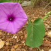 Ipomoea asarifolia - Photo (c) ASSEDE Eméline S.P., some rights reserved (CC BY-NC), uploaded by ASSEDE Eméline S.P.