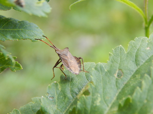 obrubnica štaveľová (Coreus marginatus)