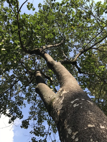 Kashmir tree
