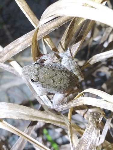 Pierre's Cricket Frog, Minervarya pierrei