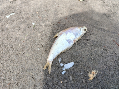 Common Hairfin Anchovy
