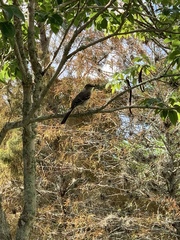 Mimus polyglottos image