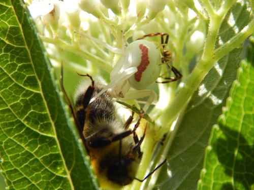 kvetárik dvojtvarý (Misumena vatia)