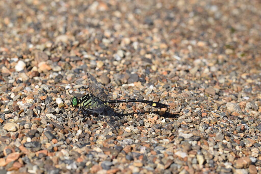 Stylurus oculatus