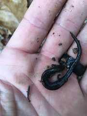 Plethodon electromorphus