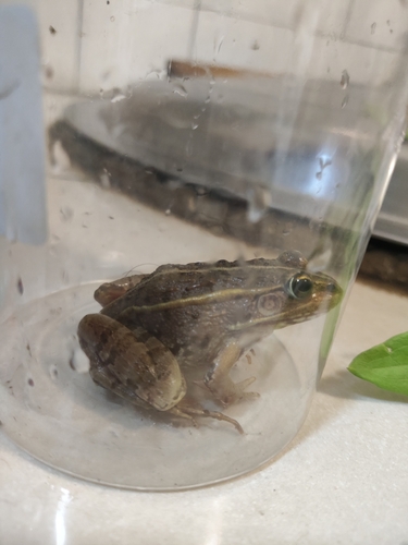 Black-spotted Frog