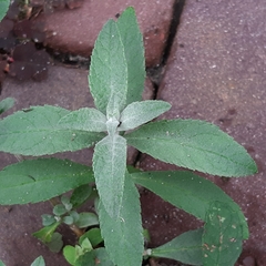 Buddleja davidii
