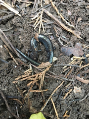 Plethodon electromorphus
