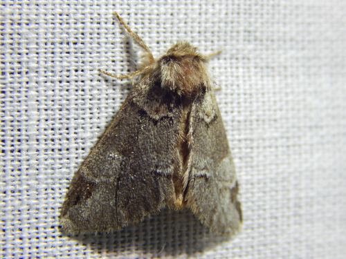 chochlatka buková (Drymonia obliterata)