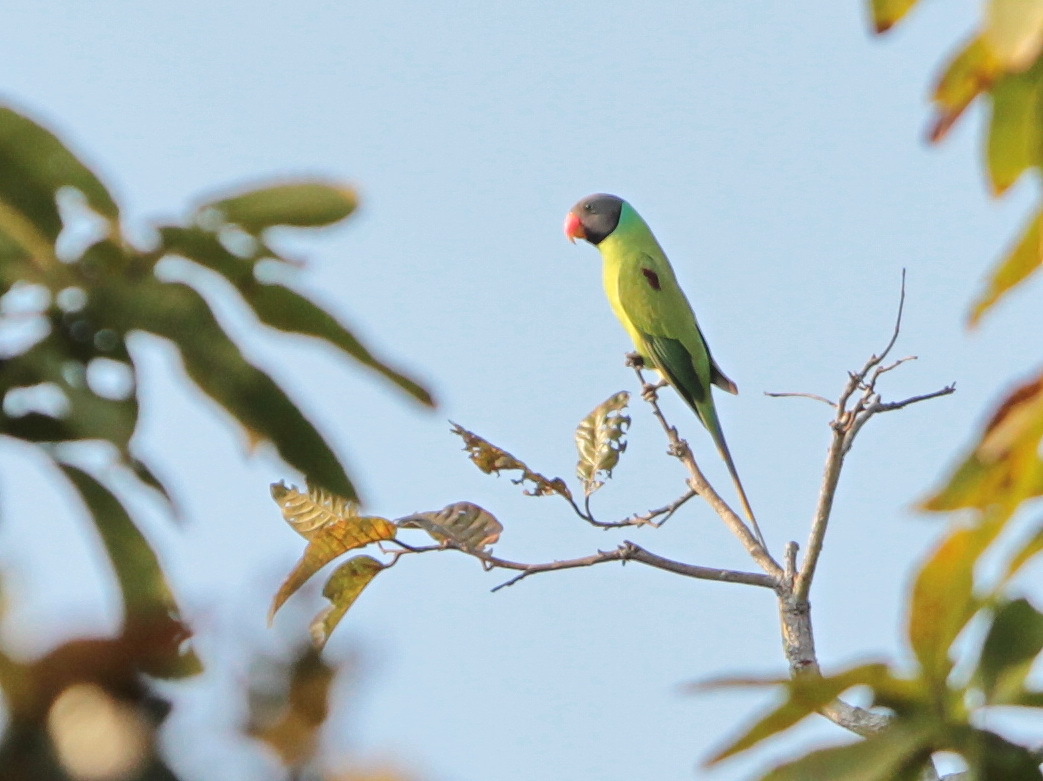 Grey-headed Parakeet