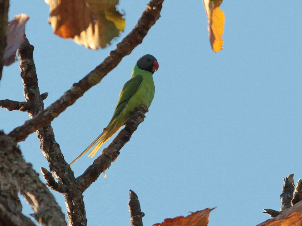 Grey-headed Parakeet