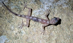 Calodactylodes illingworthorum