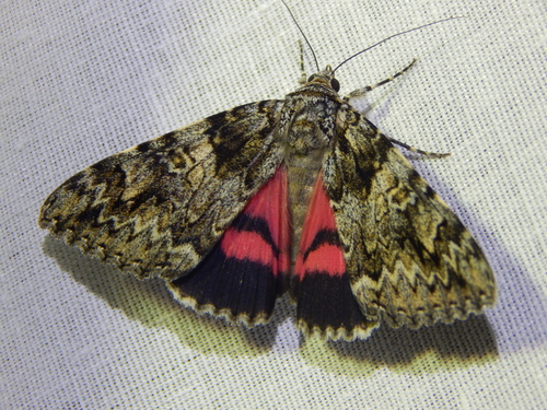 stužkavec karmínový (Catocala promissa)