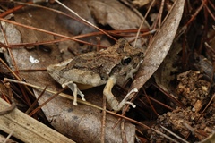 Japanese Buerger's Frog photo 4