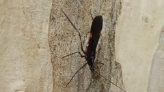 Parahiranetis salgadoi