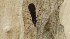 Parahiranetis salgadoi