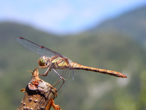 Veliki strijelac (Sympetrum striolatum)