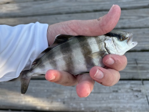 Amberjack (Seriola zonata) — Carangidae — 2