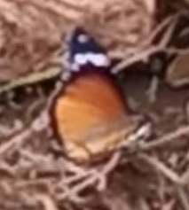 Danaid Eggfly