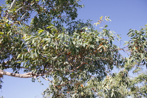 Northern Woollybutt (Eucalyptus miniata)