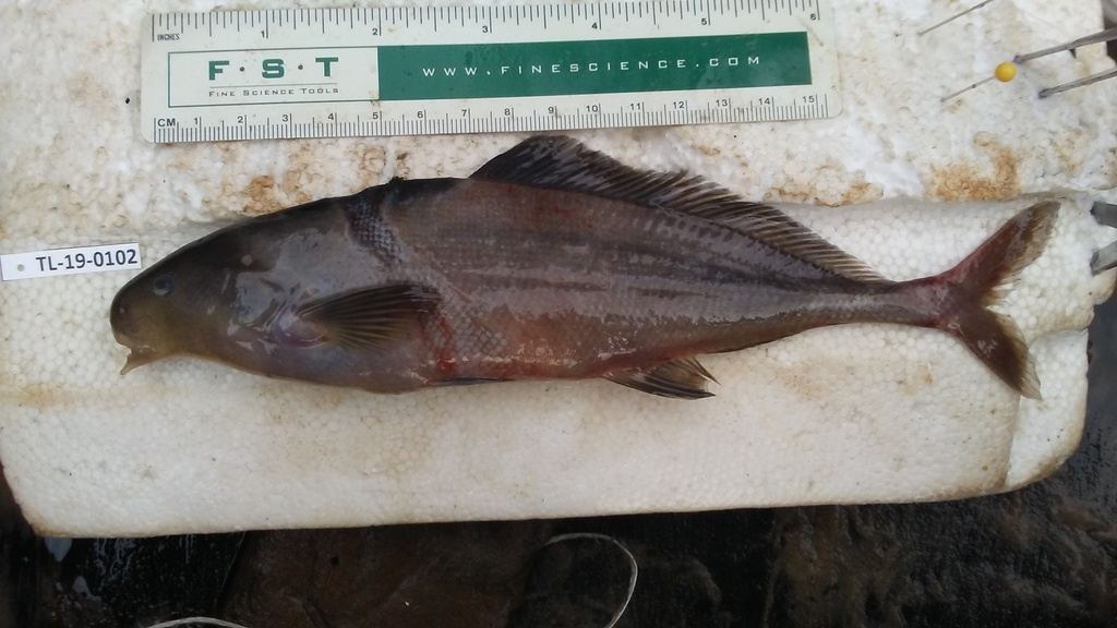 Farao-olifantsvis (Myomyrus pharao) — Mormyridae