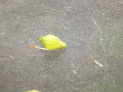 Eleocharis microcarpa