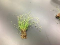 Eleocharis microcarpa