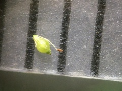 Eleocharis microcarpa