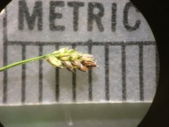 Eleocharis microcarpa