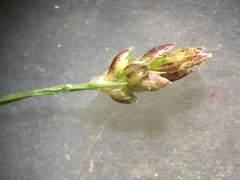 Eleocharis microcarpa